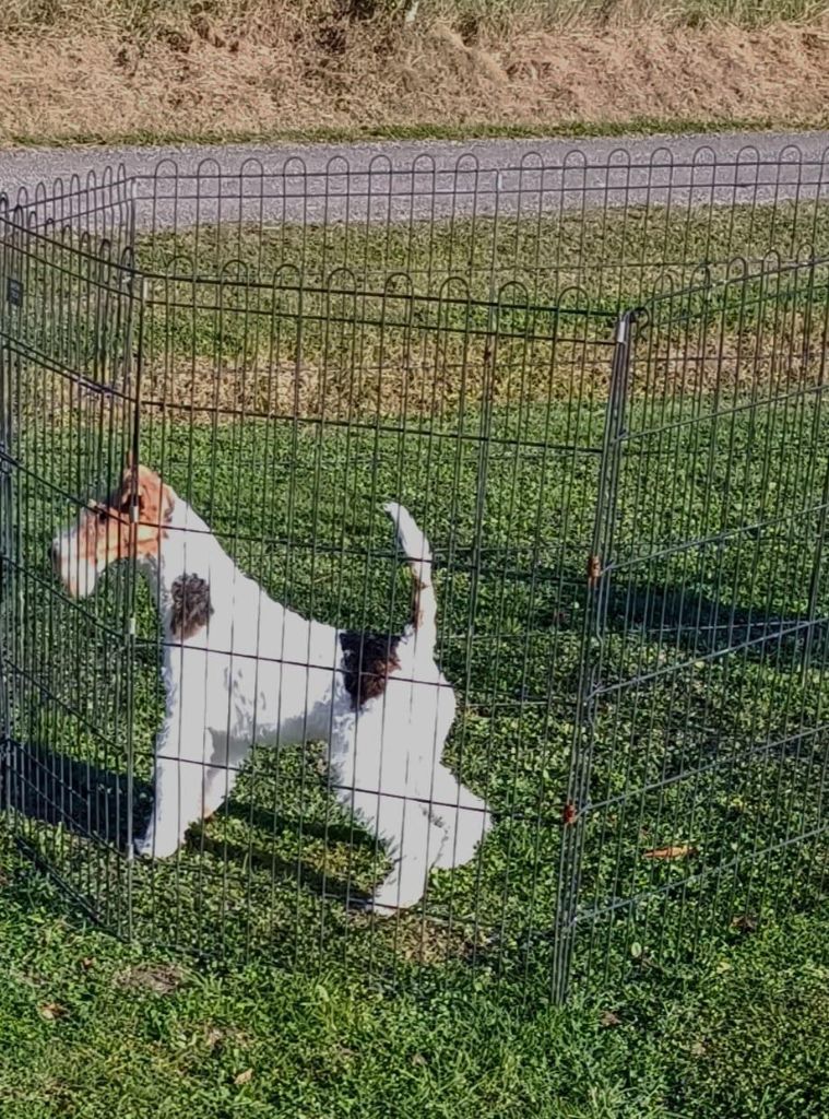 Sakoura Des tip top terriers